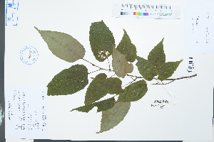  (Tilia endochrysea - Ge03896)  @11 [ ] CreativeCommons  Attribution Non-Commercial Share-Alike  Unspecified Herbarium of South China Botanical Garden