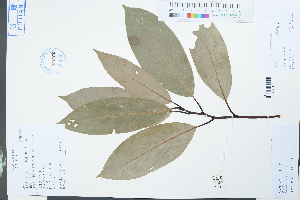  (Machilus phoenicis - Ge03897)  @11 [ ] CreativeCommons  Attribution Non-Commercial Share-Alike  Unspecified Herbarium of South China Botanical Garden