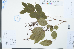  ( - Ge03898)  @11 [ ] CreativeCommons  Attribution Non-Commercial Share-Alike  Unspecified Herbarium of South China Botanical Garden