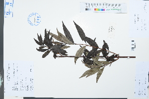  (Hydrangea lingii - Ge03906)  @11 [ ] CreativeCommons  Attribution Non-Commercial Share-Alike  Unspecified Herbarium of South China Botanical Garden