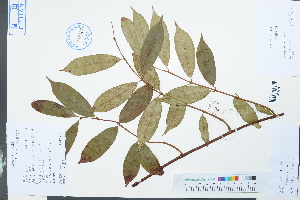  (Trachelospermum axillare - Ge03908)  @11 [ ] CreativeCommons  Attribution Non-Commercial Share-Alike  Unspecified Herbarium of South China Botanical Garden