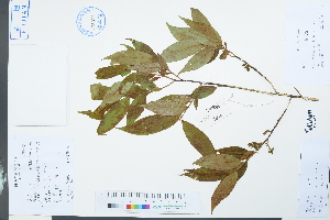  (Symplocos sumuntia - Ge03909)  @11 [ ] CreativeCommons  Attribution Non-Commercial Share-Alike  Unspecified Herbarium of South China Botanical Garden