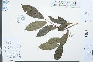  (Camellia sinensis - Ge03910)  @11 [ ] CreativeCommons  Attribution Non-Commercial Share-Alike  Unspecified Herbarium of South China Botanical Garden