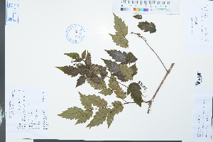  (Vitaceae - Ge03911)  @11 [ ] CreativeCommons  Attribution Non-Commercial Share-Alike  Unspecified Herbarium of South China Botanical Garden