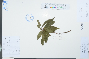 (Prunus salicina var. cordata - Ge03912)  @11 [ ] CreativeCommons  Attribution Non-Commercial Share-Alike  Unspecified Herbarium of South China Botanical Garden