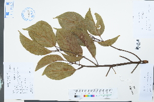  (Cinnamomum micranthum - Ge03914)  @11 [ ] CreativeCommons  Attribution Non-Commercial Share-Alike  Unspecified Herbarium of South China Botanical Garden