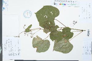  (Ampelopsis glandulosa var. kulingensis - Ge03916)  @11 [ ] CreativeCommons  Attribution Non-Commercial Share-Alike  Unspecified Herbarium of South China Botanical Garden