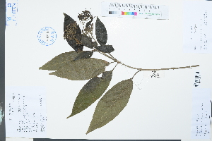  (Tarenna mollissima - Ge03917)  @11 [ ] CreativeCommons  Attribution Non-Commercial Share-Alike  Unspecified Herbarium of South China Botanical Garden