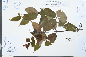  (Uncaria rhynchophylla - Ge03918)  @11 [ ] CreativeCommons  Attribution Non-Commercial Share-Alike  Unspecified Herbarium of South China Botanical Garden