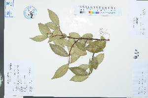  (Trachelospermum jasminoides - Ge03919)  @11 [ ] CreativeCommons  Attribution Non-Commercial Share-Alike  Unspecified Herbarium of South China Botanical Garden