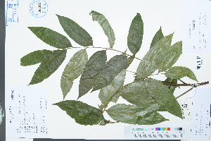  (Eurycorymbus cavaleriei - Ge03920)  @11 [ ] CreativeCommons  Attribution Non-Commercial Share-Alike  Unspecified Herbarium of South China Botanical Garden