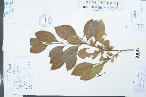  ( - Ge03921)  @11 [ ] CreativeCommons  Attribution Non-Commercial Share-Alike  Unspecified Herbarium of South China Botanical Garden
