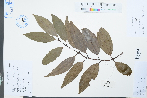  (Cinnamomum tenuifolium - Ge03922)  @11 [ ] CreativeCommons  Attribution Non-Commercial Share-Alike  Unspecified Herbarium of South China Botanical Garden