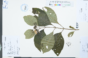 (Mussaenda - Ge03924)  @11 [ ] CreativeCommons  Attribution Non-Commercial Share-Alike  Unspecified Herbarium of South China Botanical Garden