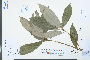  (Neolitsea cambodiana - Ge03926)  @11 [ ] CreativeCommons  Attribution Non-Commercial Share-Alike  Unspecified Herbarium of South China Botanical Garden