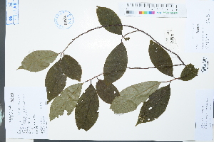  (Melliodendron xylocarpum - Ge03929)  @11 [ ] CreativeCommons  Attribution Non-Commercial Share-Alike  Unspecified Herbarium of South China Botanical Garden