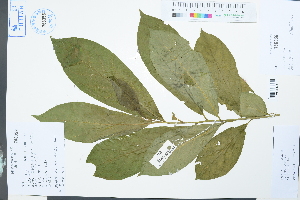  ( - Ge03931)  @11 [ ] CreativeCommons  Attribution Non-Commercial Share-Alike  Unspecified Herbarium of South China Botanical Garden