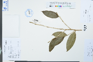 (Camellia furfuracea - Ge03936)  @11 [ ] CreativeCommons  Attribution Non-Commercial Share-Alike  Unspecified Herbarium of South China Botanical Garden