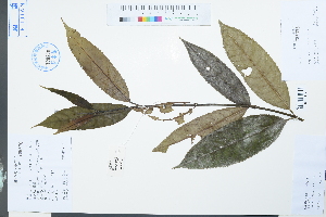  (Liquidambar acalycina - Ge03940)  @11 [ ] CreativeCommons  Attribution Non-Commercial Share-Alike  Unspecified Herbarium of South China Botanical Garden