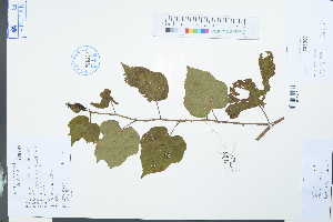  (Pentaphylacaceae - Ge03942)  @11 [ ] CreativeCommons  Attribution Non-Commercial Share-Alike  Unspecified Herbarium of South China Botanical Garden