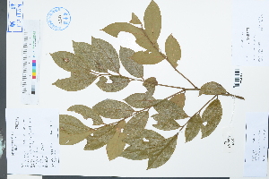  (Lindera nacusua - Ge03944)  @11 [ ] CreativeCommons  Attribution Non-Commercial Share-Alike  Unspecified Herbarium of South China Botanical Garden