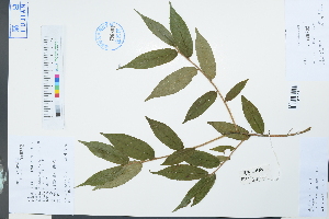  (Camellia salicifolia - Ge03946)  @11 [ ] CreativeCommons  Attribution Non-Commercial Share-Alike  Unspecified Herbarium of South China Botanical Garden