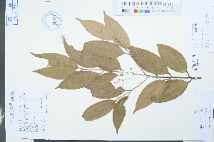  (Cinnamomum subavenium - Ge03951)  @11 [ ] CreativeCommons  Attribution Non-Commercial Share-Alike  Unspecified Herbarium of South China Botanical Garden