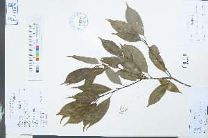  ( - Ge03952)  @11 [ ] CreativeCommons  Attribution Non-Commercial Share-Alike  Unspecified Herbarium of South China Botanical Garden