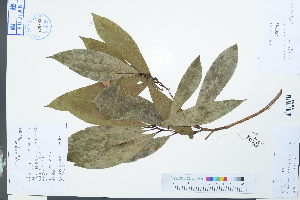  (Machilus versicolora - Ge03954)  @11 [ ] CreativeCommons  Attribution Non-Commercial Share-Alike  Unspecified Herbarium of South China Botanical Garden