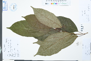  (Ficus langkokensis - Ge03957)  @11 [ ] CreativeCommons  Attribution Non-Commercial Share-Alike  Unspecified Herbarium of South China Botanical Garden