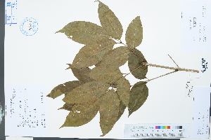  (Fraxinus insularis - Ge03958)  @11 [ ] CreativeCommons  Attribution Non-Commercial Share-Alike  Unspecified Herbarium of South China Botanical Garden