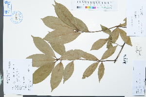  (Quercus sessilifolia - Ge03966)  @11 [ ] CreativeCommons  Attribution Non-Commercial Share-Alike  Unspecified Herbarium of South China Botanical Garden