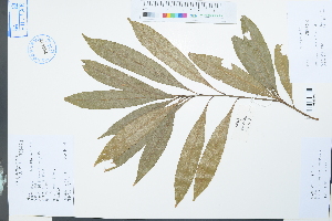  (Lithocarpus - Ge03968)  @11 [ ] CreativeCommons  Attribution Non-Commercial Share-Alike  Unspecified Herbarium of South China Botanical Garden