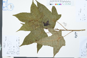  (Mytilaria - Ge03971)  @11 [ ] CreativeCommons  Attribution Non-Commercial Share-Alike  Unspecified Herbarium of South China Botanical Garden