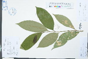  (Symplocos cochinchinensis var. laurina - Ge03974)  @11 [ ] CreativeCommons  Attribution Non-Commercial Share-Alike  Unspecified Herbarium of South China Botanical Garden