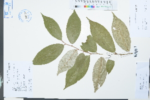  ( - Ge03976)  @11 [ ] CreativeCommons  Attribution Non-Commercial Share-Alike  Unspecified Herbarium of South China Botanical Garden