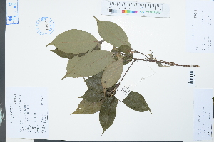  (Cornus hongkongensis - Ge03978)  @11 [ ] CreativeCommons  Attribution Non-Commercial Share-Alike  Unspecified Herbarium of South China Botanical Garden