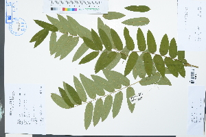  (Zenia insignis - Ge03979)  @11 [ ] CreativeCommons  Attribution Non-Commercial Share-Alike  Unspecified Herbarium of South China Botanical Garden