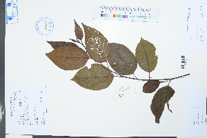  (Alnus - Ge03980)  @11 [ ] CreativeCommons  Attribution Non-Commercial Share-Alike  Unspecified Herbarium of South China Botanical Garden