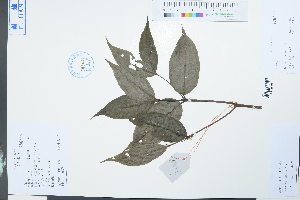  (Lasianthus japonicus - Ge03981)  @11 [ ] CreativeCommons  Attribution Non-Commercial Share-Alike  Unspecified Herbarium of South China Botanical Garden