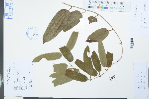  (Dioscorea cirrhosa var. cirrhosa - Ge03987)  @11 [ ] CreativeCommons  Attribution Non-Commercial Share-Alike  Unspecified Herbarium of South China Botanical Garden