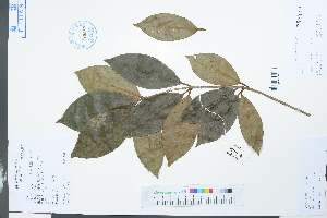  (Illicium lanceolatum - Ge03989)  @11 [ ] CreativeCommons  Attribution Non-Commercial Share-Alike  Unspecified Herbarium of South China Botanical Garden