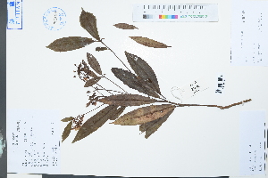  (Ardisia crenata - Ge03990)  @11 [ ] CreativeCommons  Attribution Non-Commercial Share-Alike  Unspecified Herbarium of South China Botanical Garden