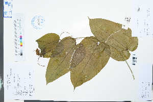  (Smilacaceae - Ge03992)  @11 [ ] CreativeCommons  Attribution Non-Commercial Share-Alike  Unspecified Herbarium of South China Botanical Garden