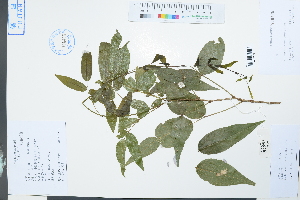  (Callerya reticulata - Ge03997)  @11 [ ] CreativeCommons  Attribution Non-Commercial Share-Alike  Unspecified Herbarium of South China Botanical Garden