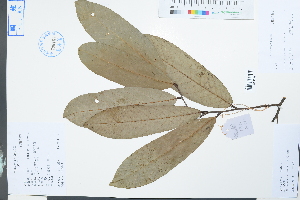  (Fissistigma glaucescens - Ge03998)  @11 [ ] CreativeCommons  Attribution Non-Commercial Share-Alike  Unspecified Herbarium of South China Botanical Garden