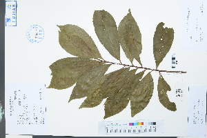  (Elaeocarpus glabripetalus - Ge04002)  @11 [ ] CreativeCommons  Attribution Non-Commercial Share-Alike  Unspecified Herbarium of South China Botanical Garden