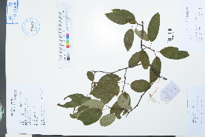  (Actinidia chrysantha - Ge04004)  @11 [ ] CreativeCommons  Attribution Non-Commercial Share-Alike  Unspecified Herbarium of South China Botanical Garden