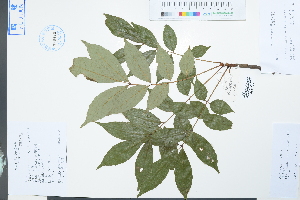  (Meliosma rhoifolia var. barbulata - Ge04007)  @11 [ ] CreativeCommons  Attribution Non-Commercial Share-Alike  Unspecified Herbarium of South China Botanical Garden