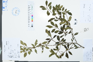  (Ilex serrata - Ge04008)  @11 [ ] CreativeCommons  Attribution Non-Commercial Share-Alike  Unspecified Herbarium of South China Botanical Garden
